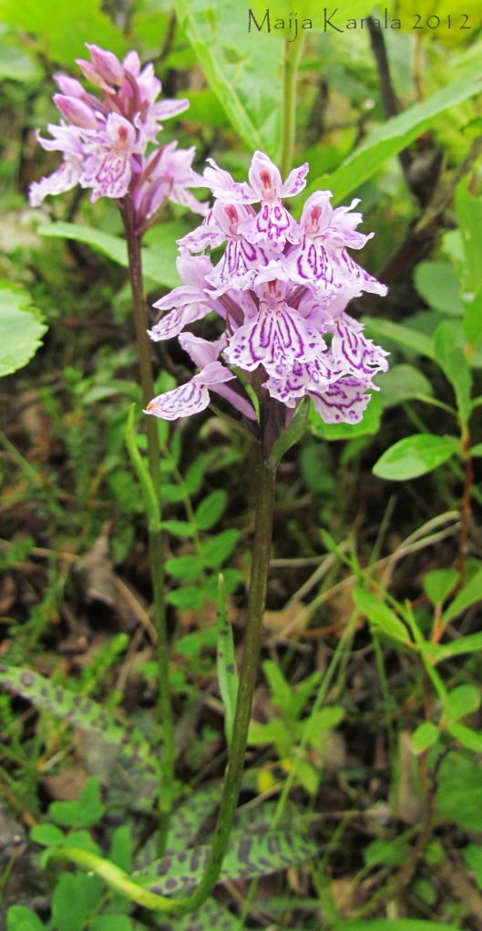moorland spotted orchid dactylorhiza maculata maija karala lapland