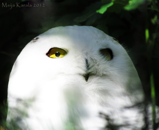 snowy owl maija karala bubo sciandiacus lapland