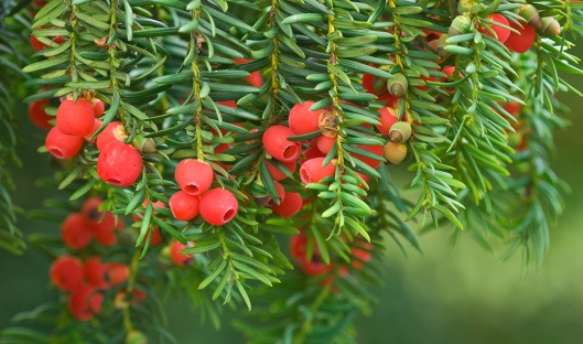Taxus baccata, Yew