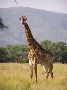 640px-Giraffe_standing