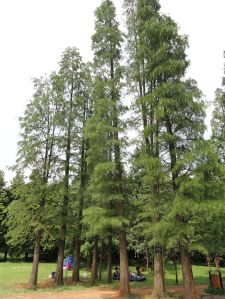 Metasequoia_glyptostroboides_-_Kunming_Botanical_Garden_-_DSC03287