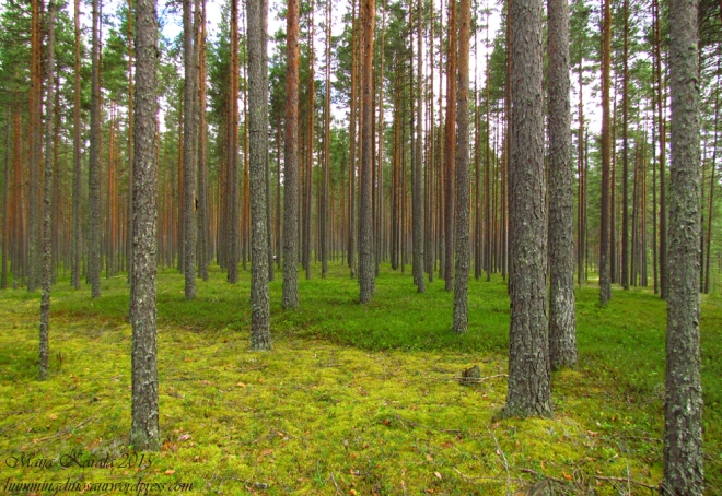 This is not what a forest looks like.