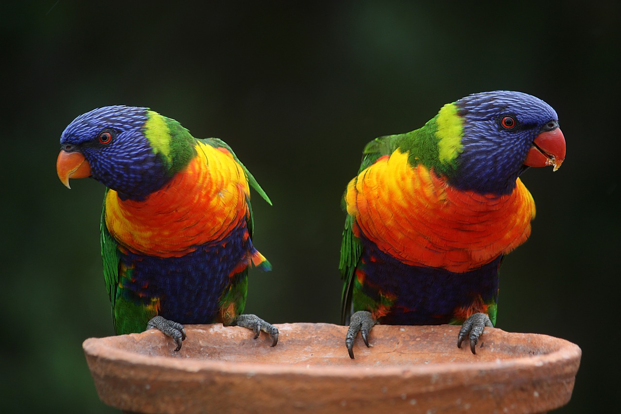 Colorful Rainbow Lorikeet Rainbow Australia Parrots