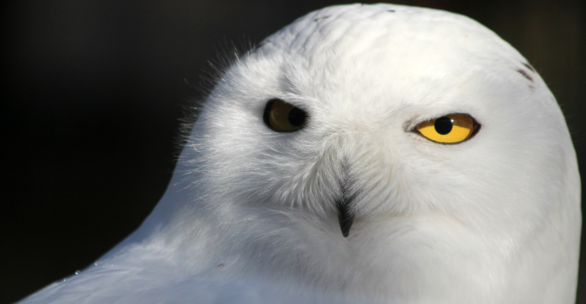 snowy owl eye pterins