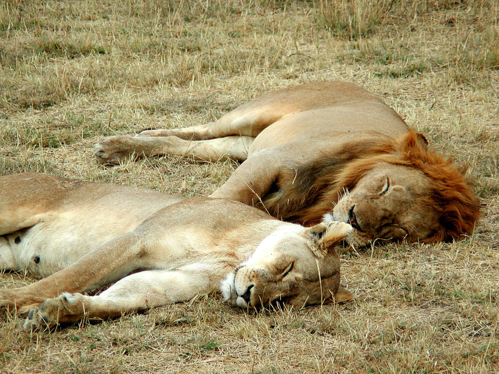 Photo of two lions sleeping